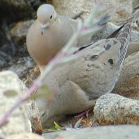 Mourning Dove ©2016 by Ken Gilliland