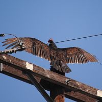 Turkey Vulture ©2016 by Ken Gilliland