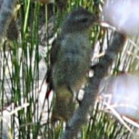 Warbling Vireo ©2016 by Ken Gilliland