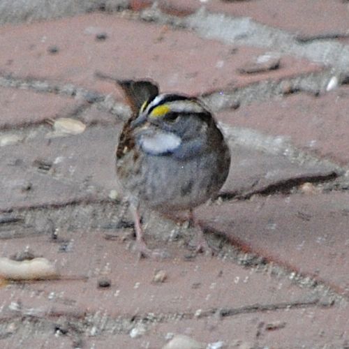 White-throated Sparrow ©2020 by Ken Gilliland