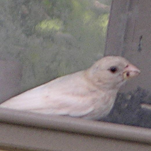 House Finch albino  ©2016 by Ken Gilliland