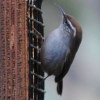 Bewick's Wren ©2016 by Ken Gilliland