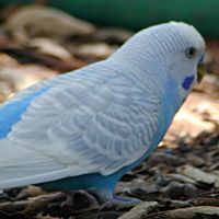 Budgerigar Jay ©2016 by Ken Gilliland