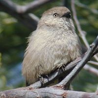 Bushtit ©2016 by Ken Gilliland