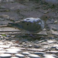 Mourning Dove partial albino ©2016 by Ken Gilliland