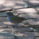 Green-tailed Towhee ©2020 by Ken Gilliland