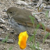 Hermit Thrush ©2016 by Ken Gilliland