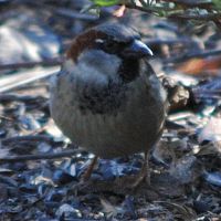 House Sparrow ©2016 by Ken Gilliland