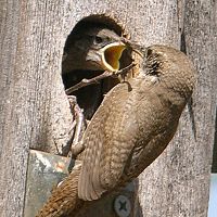 House Wren ©2016 by Ken Gilliland