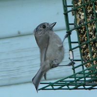 Oak Titmouse ©2016 by Ken Gilliland