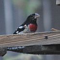 Rose-breasted Grosbeak ©2016 by Ken Gilliland