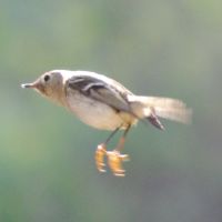 Ruby-crowned Kinglet ©2016 by Ken Gilliland