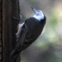 White-breasted Nuthatch ©2016 by Ken Gilliland