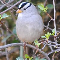 White-crowned Sparrow ©2016 by Ken Gilliland
