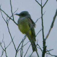 Western Kingbird ©2016 by Ken Gilliland