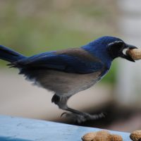 Western Scrubjay ©2016 by Ken Gilliland