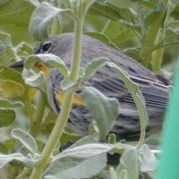 Yellow-rumped Warbler ©2016 by Ken Gilliland