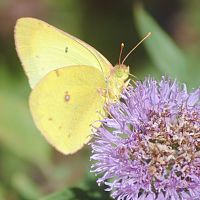 Alfalfa Butterfly ©2016 by Ken Gilliland