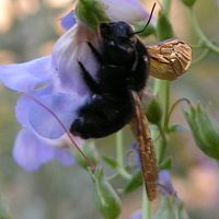 Carpenter Bee ©2016 by Ken Gilliland