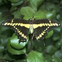 Giant Swallowtail ©2016 by Ken Gilliland