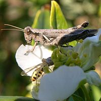 Gray Bird Grasshopper ©2016 by Ken Gilliland