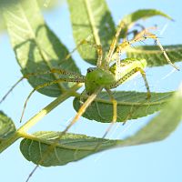 Green Lynx Spider ©2016 by Ken Gilliland