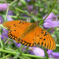 Gulf Fritillary ©2016 by Ken Gilliland