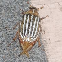 June Beetle ©2016 by Ken Gilliland