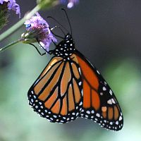 Monarch Butterfly ©2016 by Ken Gilliland