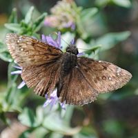 Mournful Duskywing ©2016 by Ken Gilliland