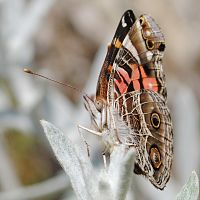 Painted Lady ©2016 by Ken Gilliland