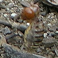 Potato Beetle (being eaten by a Hermit Thrush) ©2016 by Ken Gilliland