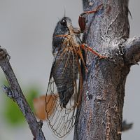 Putnam's Cicada ©2016 by Ken Gilliland