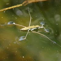 Water Strider ©2016 by Ken Gilliland