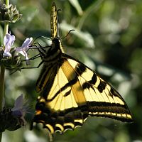 Western Tiger Swallowtail ©2016 by Ken Gilliland