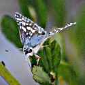 White Checkered Skipper ©2016 by Ken Gilliland