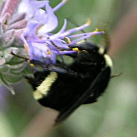 Yellow-faced Bumblebee ©2016 by Ken Gilliland