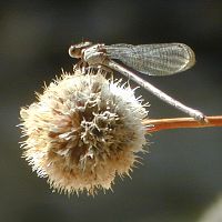 Great Spreadwing ©2016 by Ken Gilliland