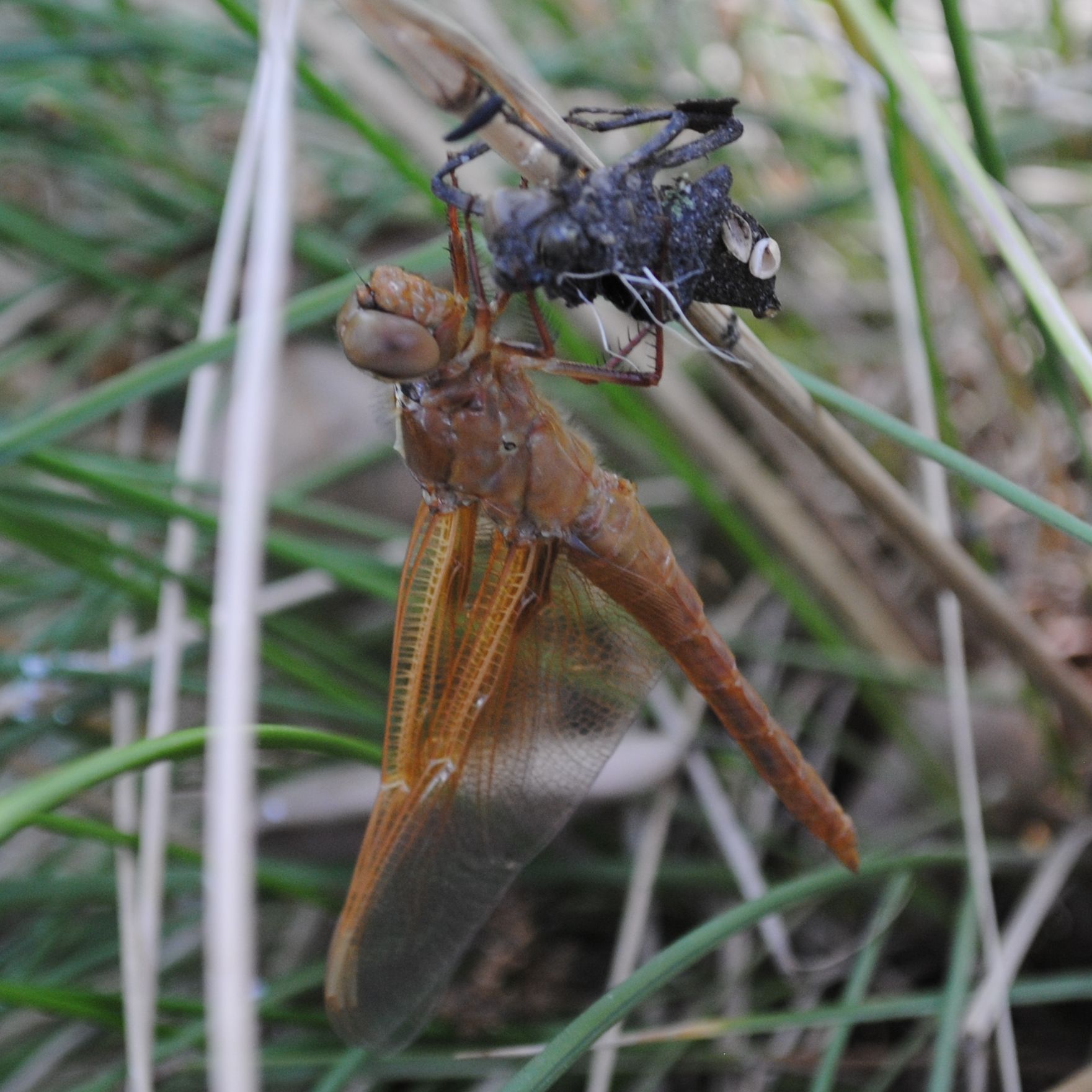 Red Saddlebags ©2016 by Ken Gilliland