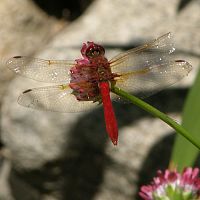 Red-tailed Pennant ©2016 by Ken Gilliland