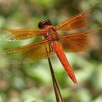 Cardinal Meadowhawk ©2016 by Ken Gilliland