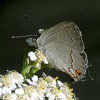 Gray Hairstreak ©2016 by Ken Gilliland