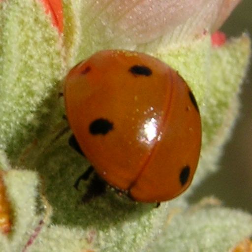 Ladybird Beetle ©2016 by Ken Gilliland