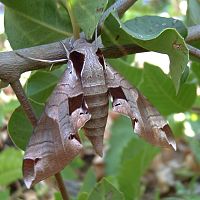 One-eyed Sphinx Moth ©2016 by Ken Gilliland