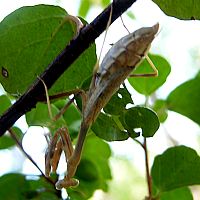 California Mantis (brown) ©2016 by Ken Gilliland