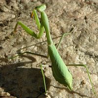 California Mantis (green) ©2016 by Ken Gilliland