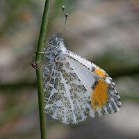 Sara Orangetip ©2016 by Ken Gilliland