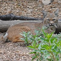 California Bobcat ©2016 by Ken Gilliland