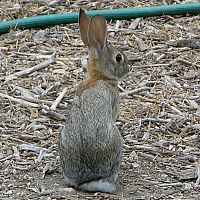 Desert Cottontail ©2016 by Ken Gilliland