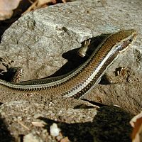 Skilton's Skink ©2016 by Ken Gilliland